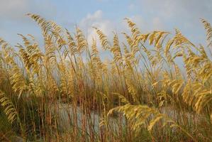 avena di mare sulla duna di sabbia foto