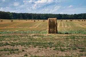 cannuccia balle su un' raccolto Grano campo. cibo la fornitura. agricoltura per alimentazione umanità foto