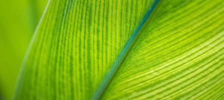 sorprendente verde foglia macro. luminosa soleggiato avvicinamento, artistico panoramico Ritaglia. dettaglio di il retroilluminato struttura e modello di palma foglia pianta, il vene naturale struttura per un' verde albero. ecologia concetto