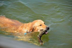 golden retriever in acqua foto