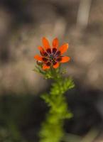 il fiore dell'occhio di fagiano foto