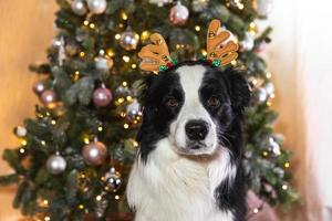 divertente carino cucciolo cane confine collie indossare Natale costume cervo corna cappello vicino Natale albero a casa in casa sfondo. preparazione per vacanza. contento allegro Natale concetto. foto