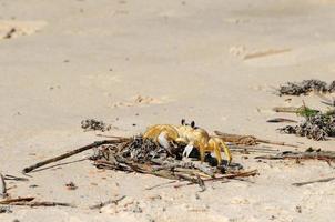 granchio di sabbia sulla spiaggia