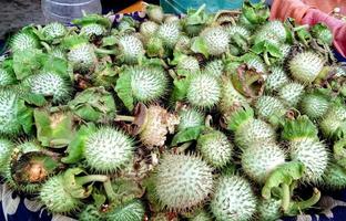 datura innossia verde frutta. esso anche conosciuto come datura wrightii o sacro datura. foto