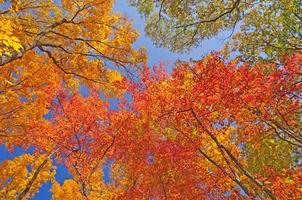 autunno colori nel il foresta canoa foto