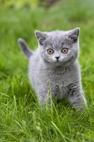 Britannico capelli corti gattino su un' camminare nel il giardino, a piedi su il erba e guardare con attenzione. foto