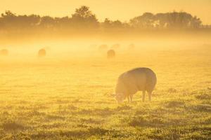 pecora nel il mattina nebbia di il azienda agricola campi, t vabbè il Olanda. foto