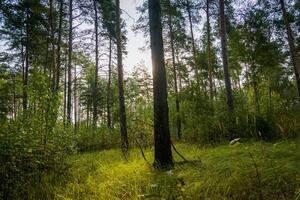 mattina nella foresta foto