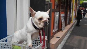 uno adorabile bianca cane nel un' cestino Astuccio su Vintage ▾ bicicletta foto