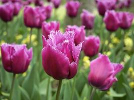 rosa frange tulipani, varietà louvre, fioritura nel un' giardino foto