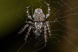 piccolo classico orbweaver foto