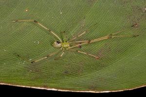 piccolo maschio palla a specchio ragno foto