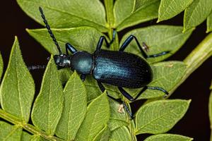 scarabeo scuro artigliato a pettine adulto foto