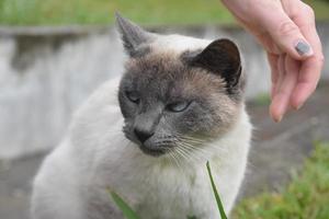 donna raggiungendo giù per ictus un' siamese gatto foto