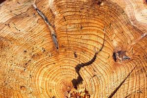legno fresco segato in una vista ravvicinata. struttura dettagliata degli anelli annuali in una superficie di legno. foto
