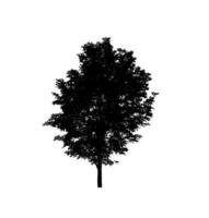 albero silhouette per spazzola su bianca sfondo foto