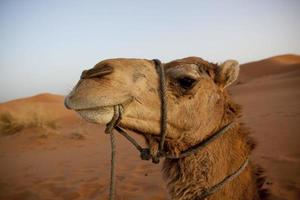 cammello del sahara foto