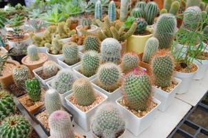 pianta di cactus in vaso di fiori foto