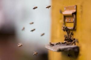 api che volano intorno al loro alveare