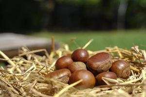 fresco castagne siamo separato su un' asciutto cannuccia, castagne avere un' dolciastro gusto. foto