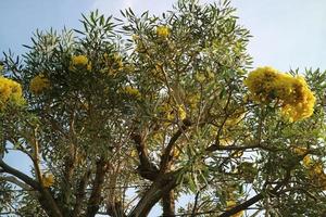 d'oro tromba albero con bellissimo fiori foto