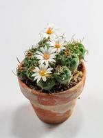 cactus fiorito foto