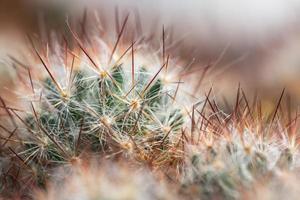 sfondo di aghi di cactus foto