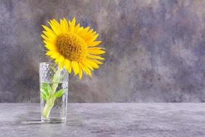 un' solitario giovane girasole nel un' bicchiere su un' grigio tavolo. estate ancora vita foto