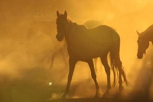 cavalli in polvere