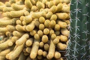 primo piano del cactus