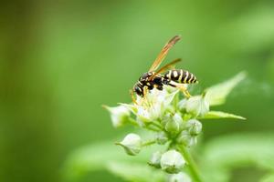 un' vespa si siede su un' lampone fiore foto