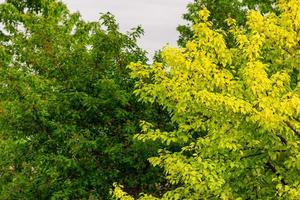albero con verde le foglie e giallo nel il giardino foto