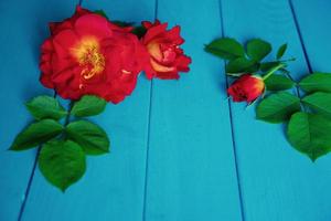 rosso Rose su un' di legno blu sfondo nel il modulo di un' telaio. foto