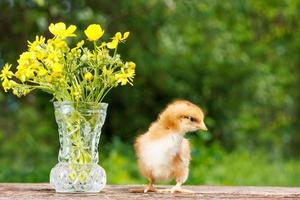 rosso carino pollo su un' di legno sfondo con un' mazzo di giallo fiori su il sfondo di natura foto