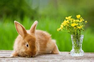 carino Zenzero coniglio con mazzo di giallo fiori su verde natura sfondo foto