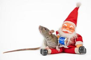 grigio carino ratto su bianca sfondo con Santa Claus isolante foto