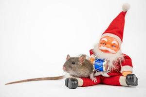 grigio carino ratto su bianca sfondo con Santa Claus isolante foto