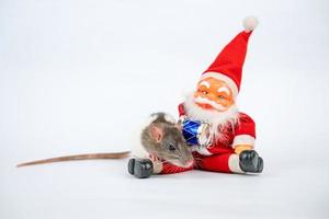 carino ratto su bianca sfondo Santa Claus isolante. foto