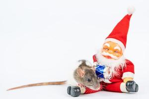 carino ratto su bianca sfondo Santa Claus isolante. foto