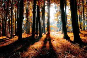 foresta d'autunno foto