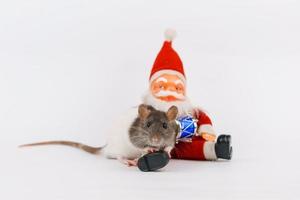 Natale ratto il simbolo di nuovo anno con giocattolo Santa claus. anno di ratto. Cinese foto