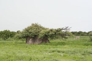 termite nella savana verde, stagione delle piogge, crepuscolo, etosha, namibia