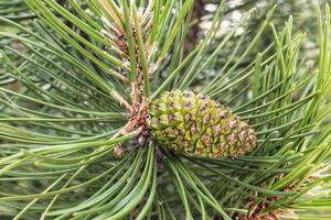 cono di montagna pino albero pinus mugo con mini cuffie, lungo ramo e conifere. mughu pumilio coltivare nano nel roccia parco. composizione per vacanza Natale carta. natura botanico concetto. avvicinamento foto