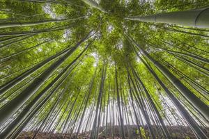 foresta di bamboo foto