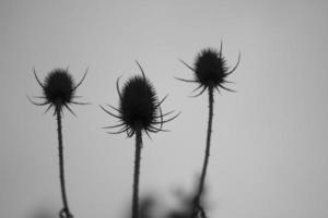 sfondo di asciutto impianti. steli di un' spinoso pianta. foto