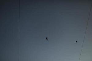 uccelli volare tra fili. uccelli nel cielo. volo particolari. cielo nel sera. foto