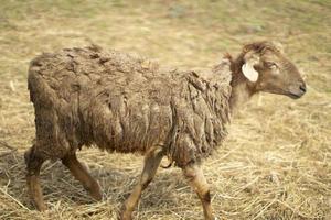 pecora con lana vergine. un animale su un' azienda agricola. pecora avvicinamento. foto