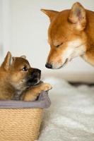 giapponese cane madre shiba inu comunicare con sua figlio. shiba inu cucciolo seduta nel un' cestino foto