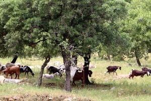 un' mandria di capre e martinetti è pascolo nel un' foresta radura. foto