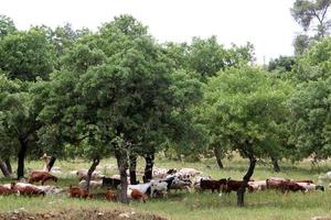 un' mandria di capre e martinetti è pascolo nel un' foresta radura. foto